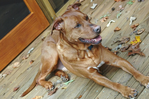 Trampero del coonhound de ridgeback mix sentado en el porche photo