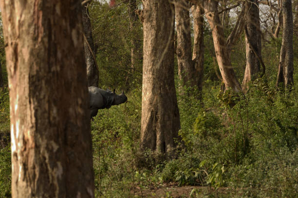 istock One-horned Indian rhino, 949592890
