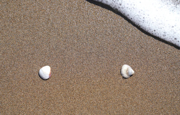istock Two shells on sand and foamy wave is just coming to them 949592944