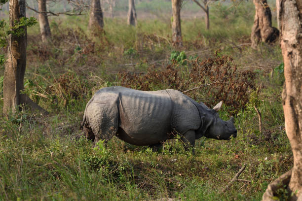 istock One-horned Indian rhino, 949593134