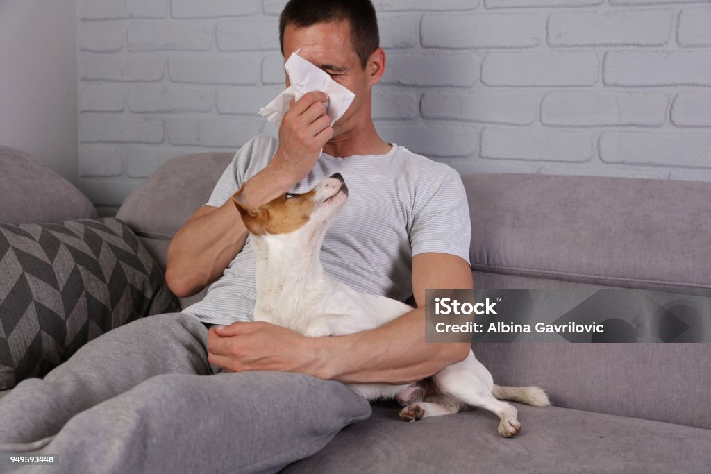 Mann mit Haustier Allergie-Symptome: Schnupfen, Asthma - Lizenzfrei Allergie Stock-Foto