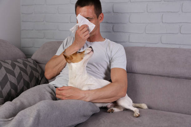 Man having pet allergy symptoms : runny nose, asthma stock photo