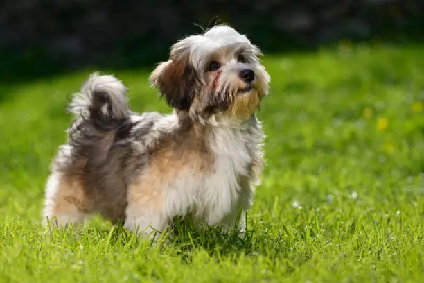Cute little Havanese puppy dog stands in the grass and looks up