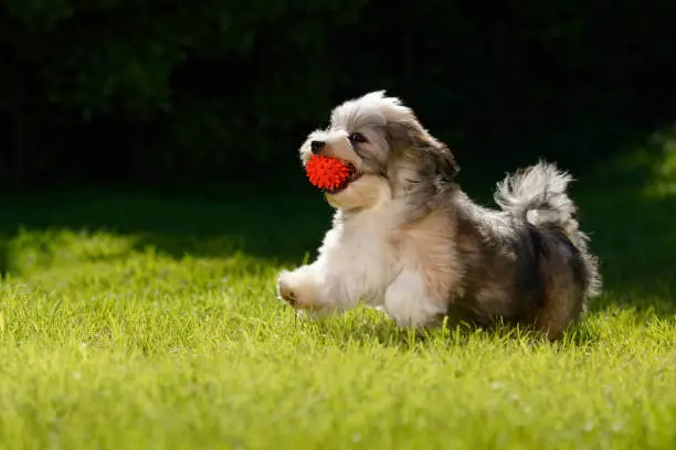 Playful little havanese puppy dog running with a red ball in his mouth in the grass