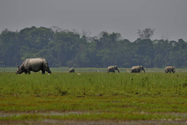 istock One-horned Indian rhino, 949599840