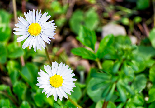 soft focus of two white oxeye daisy flowers in nature - Leucanthemum vulgare, Asteraceae, Asterales