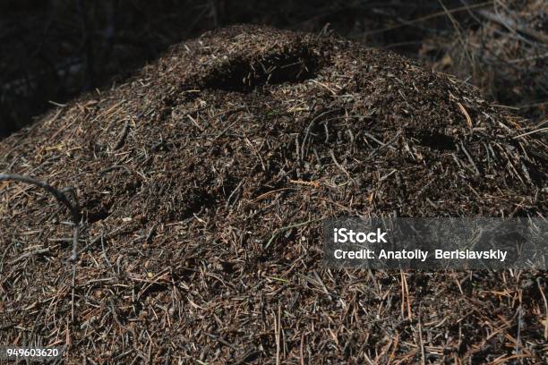 Large Anthill Of Red Forest Ants Stock Photo - Download Image Now - Animal, Animal Family, Animal Wildlife