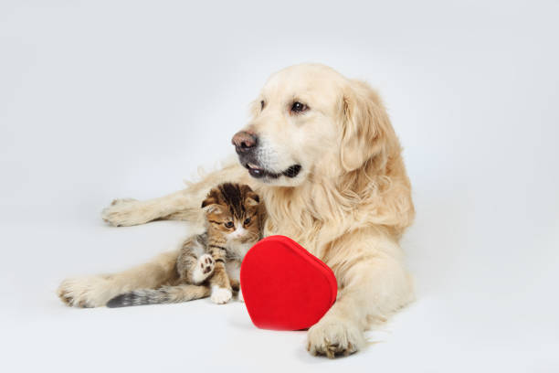 istock Golden Retriever and a small kitten lying down holding a red heart 949607328