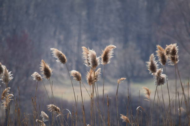 River Reed Thatching 210+ Thatching Reeds Stock Photos, Pictures & Royalty-Free Images - iStock