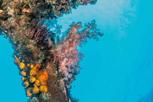 istock Coral reef off coast of Bali 949608360