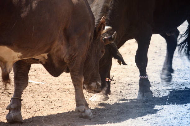 corrida - corrida zdjęcia i obrazy z banku zdję�ć