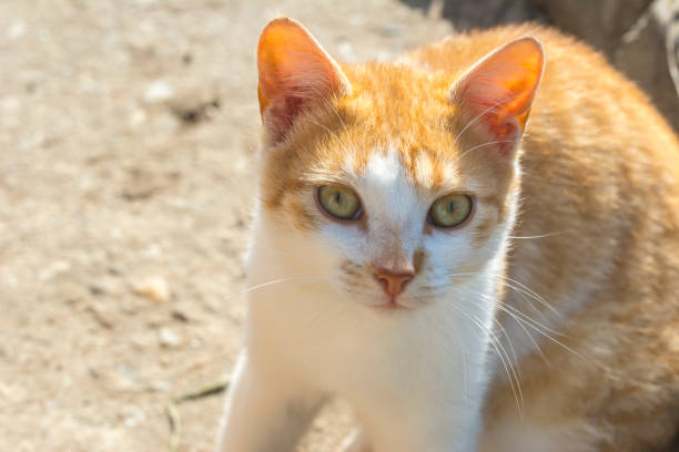 istock Orange,white cat looking straight to camera 949610470
