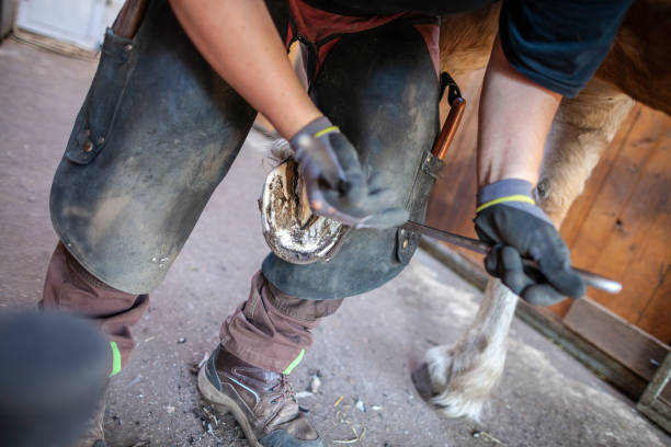 istock a blacksmith works on a horse hoof 949611720