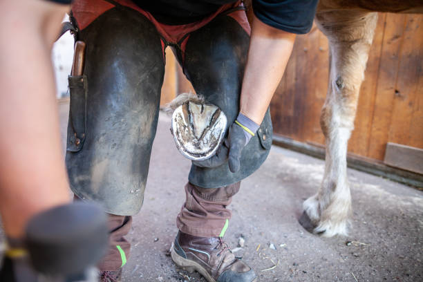 istock a blacksmith works on a horse hoof 949611732