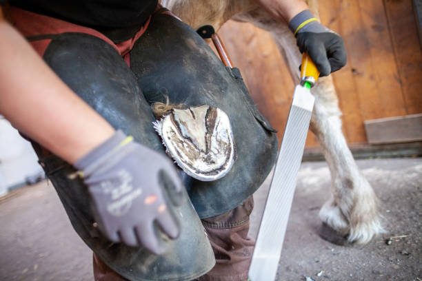 istock a blacksmith works on a horse hoof 949611756