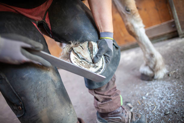 istock a blacksmith works on a horse hoof 949611768