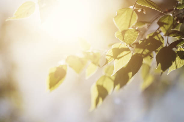 白樺梢の日光 - birch tree tree downy birch white ストックフォトと画像