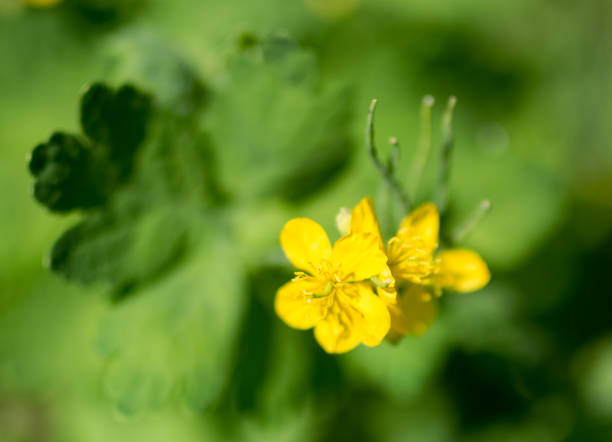 istock Yellow buttercup in a meadow 949614342