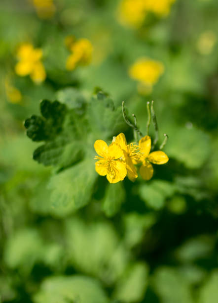 istock Yellow buttercup in a meadow 949614422