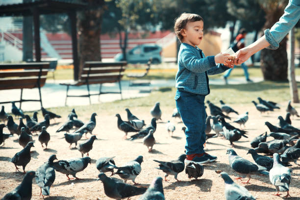 istock Little boy feeding a group of pigeons 949614626