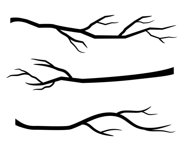 illustrations, cliparts, dessins animés et icônes de silhouettes de branche arbre à nu, noir branches sans feuilles - tree silhouette branch bare tree