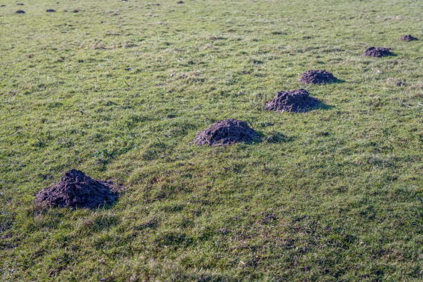 Grassland with a series of molehills in a straight line behind each other. It is a sunny day at the end of the winter season.