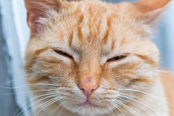 istock Sleepy cat, resting cat face close up 949622664