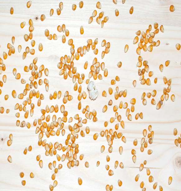 Corn seeds, popcorn on wood background