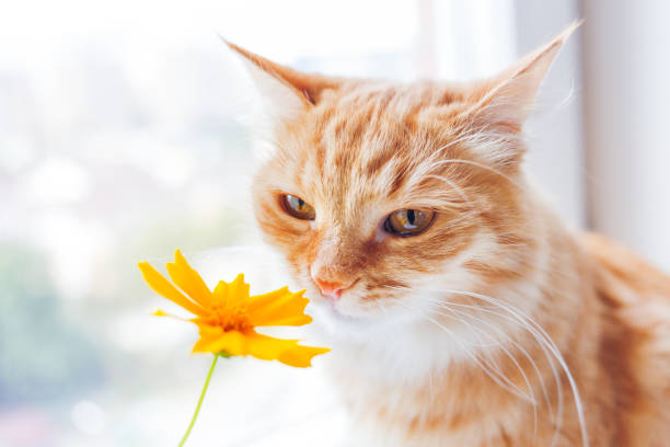 istock Cute ginger cat smelling a yellow flower. Cozy spring morning at home. 949626436