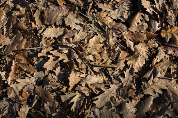 istock Autumn background with dry leaves 949626558