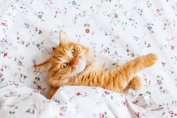 istock Cute ginger cat with funny expression on face lies under blanket on bed. The fluffy pet comfortably settled to sleep or to play. Cute cozy background, morning bedtime at home. 949627172