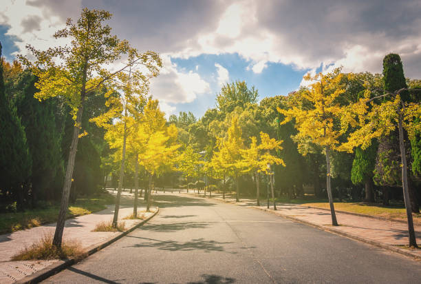 istock Autumn scene with road and tree with light leak 949627564