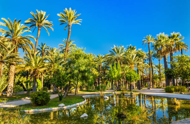 istock Palmeral of Elche, Spain. UNESCO heritage site 949629768
