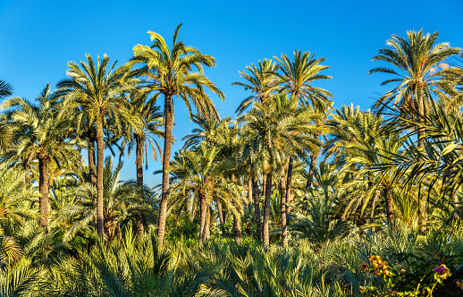 The Palmeral of Elche, Spain, one of the largest in the world. UNESCO heritage site