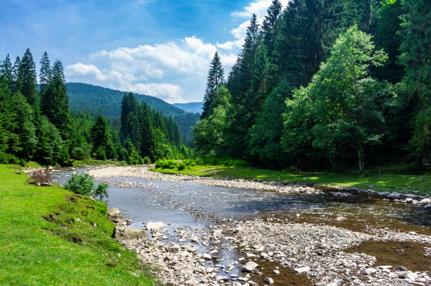 istock mountain river among the forest in summer 949630032