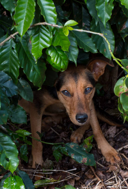 istock Dog hiding in planting 949630176