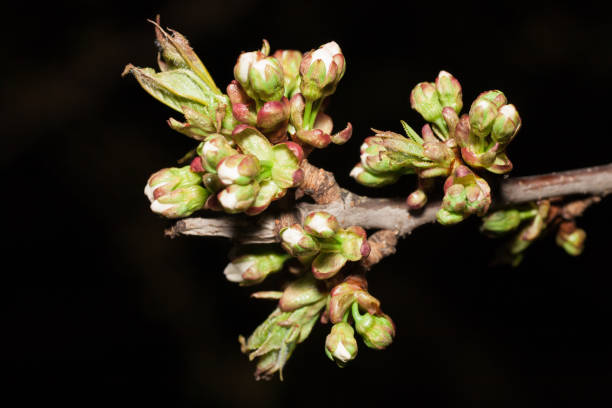 istock Buds of cherry blossom 949630550