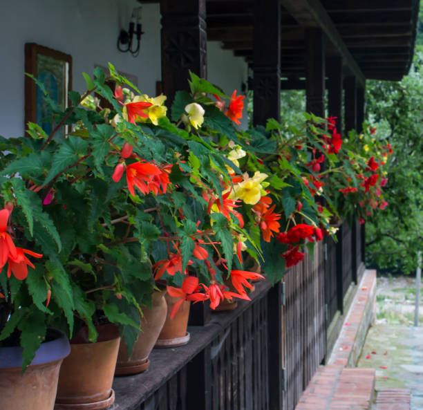 istock Flower pots with flowers of different colors 949635010