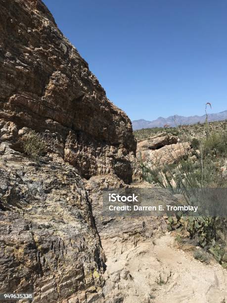 Mesquite Stock Photo - Download Image Now - Arizona, Cactus, Desert Area