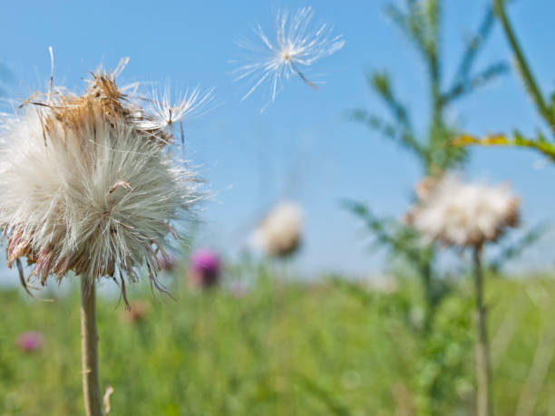 istock Closeup flying seeds, blowing seeds 949635520