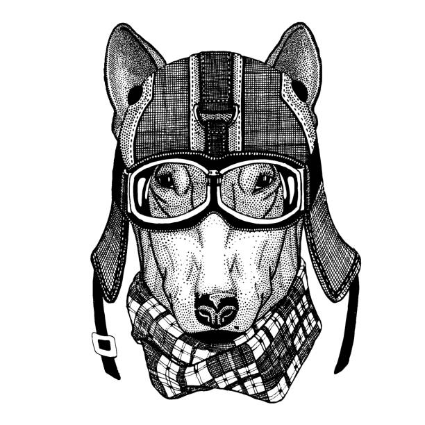 illustrations, cliparts, dessins animés et icônes de chien animaux casque port de cours hipster. image pour jardins d’enfants, vêtements, enfants. t-shirt, emblème, insigne, logo, tatouage, patch - top dog