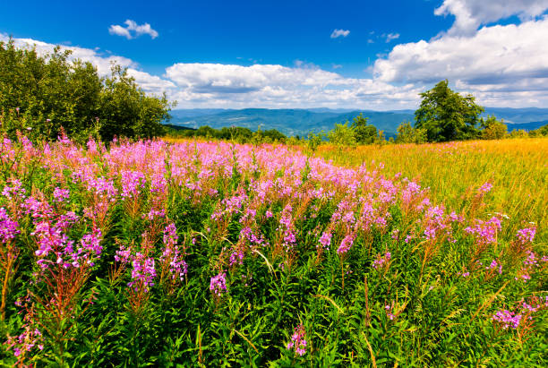 istock wild purple herbal in mountains 949638586
