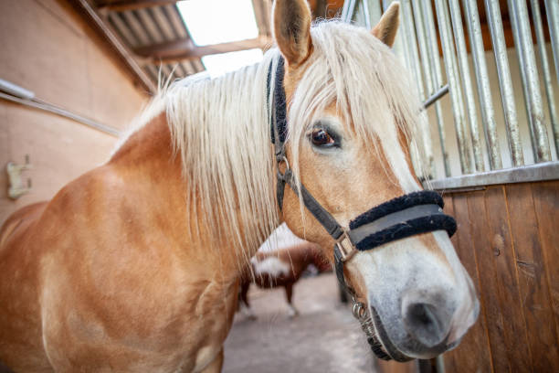istock A brown horse stands in a stable 949638780
