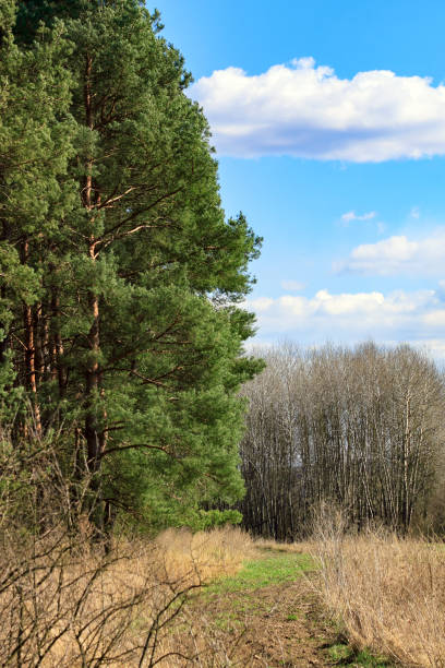 branche d’un pin - pinaceous photos et images de collection