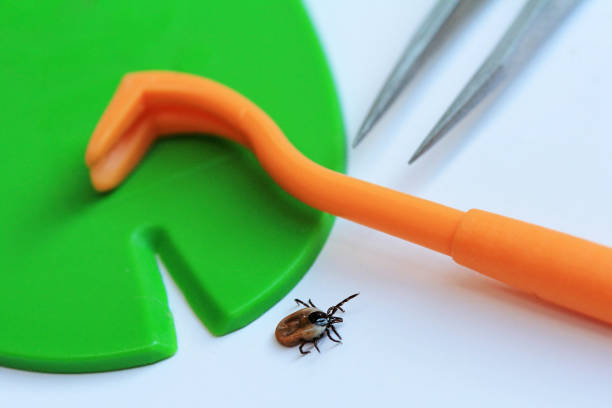 enlèvement rapide et correcte d’une tique, la pince à épiler ou la tique carte - ectoparasite photos et images de collection