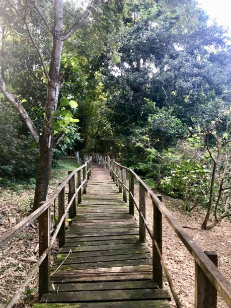 istock Wooden walkway / boardwalk with a wooden railing within beautiful untouched nature (wetlands) with grass and trees in Pointe-à-Pierre in Trinidad 949657630
