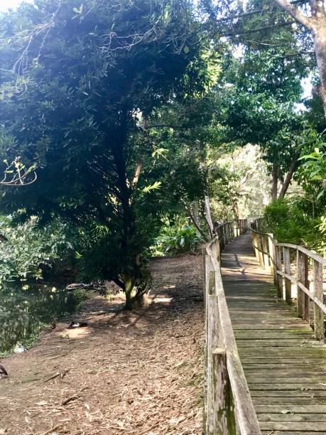 istock Wooden walkway / boardwalk with a wooden railing within beautiful untouched nature (wetlands) with grass and trees in Pointe-à-Pierre in Trinidad 949657666