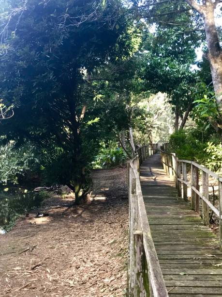 istock Wooden walkway / boardwalk with a wooden railing within beautiful untouched nature (wetlands) with grass and trees in Pointe-à-Pierre in Trinidad 949657672