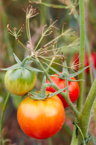 istock Growing Tomatoes in the garden, close up 949660448