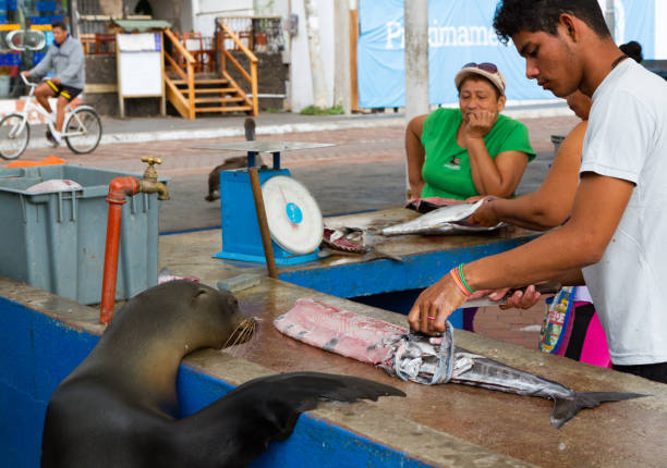 Galapagos sea lions regularly beg for scraps at the popular Puerto Ayora Fish Market, Santa Cruz Island, Galapagos Islands Ecuador puerto ayora, islas galápagos, ecuador - 03 de noviembre de 2015. un joven limpia un pescado en el mercado de pescado al aire libre de puerto ayora, mientras que un león salvaje de mar de galápagos (zalophus wollebaeki) espera para chatarra